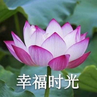 九龙通天手机版(暂未上线)v1.0 安卓版